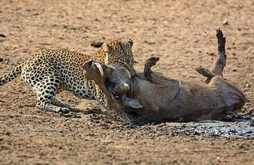 Vì quá bất ngờ, con lợn rừng không thể chống trả.