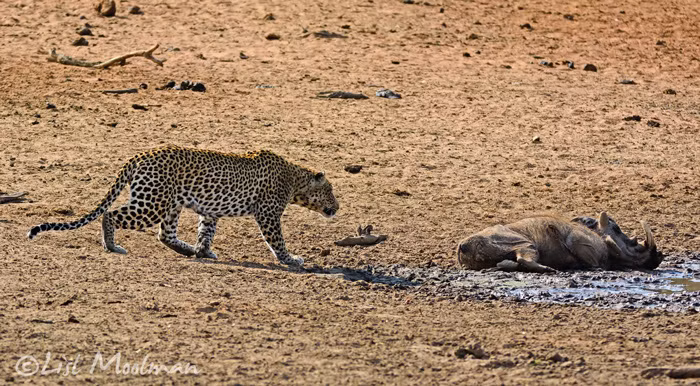 Báo đốm rón rén lại gần và ra đòn tấn công bất ngờ.