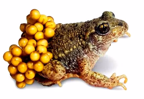 Gan và trứng cóc. PGS.TS Nguyễn Thị Lâm, Phó Viện trưởng Viện Dinh dưỡng Quốc gia, cho hay thịt cóc rất tốt cho người già, trẻ em suy dinh dưỡng, chậm lớn, còi xương. Tuy nhiên nhựa cóc (ở tuyến sau tai, tuyến trên mắt và các tuyến trên da cóc), gan và buồng trứng lại có thể gây ngộ độc do chứa bufotoxine - chất độc chết người, có thể gây tử vong trong thời gian rất ngắn.