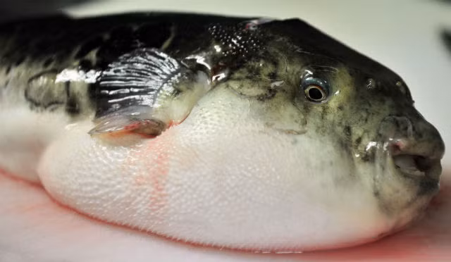 Gan và trứng cá nóc. PGS Trần Đáng thông tin thêm, trong các loài thủy sản, cá nóc chứa nhiều độc tố nhất. Đó là tetrodotoxin (C11H17O8N3) - chất độc thần kinh, rất độc, gây tử vong cao. Đặc biệt tetrodotoxin tan trong nước, không bị nhiệt phá huỷ, nấu chín hay phơi khô, sấy, độc chất vẫn tồn tại.