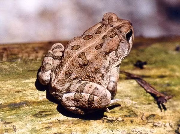 Sau đó, nạn nhân có thể rơi vào tình trạng truỵ tim mạch, rối loạn cảm giác, chóng mặt, ảo giác, vã mồ hôi lạnh, khó thở, ngừng thở, ngừng tim; bí đái, thiểu niệu, vô niệu và nặng dẫn đến suy thận cấp. Nếu nhựa cóc bắn dính trực tiếp, niêm mạc mắt sẽ bỏng rát và phù nề.