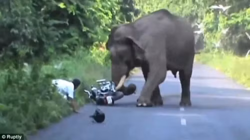 Hoang hon voi duoi nguoi, nghich mu bao hiem