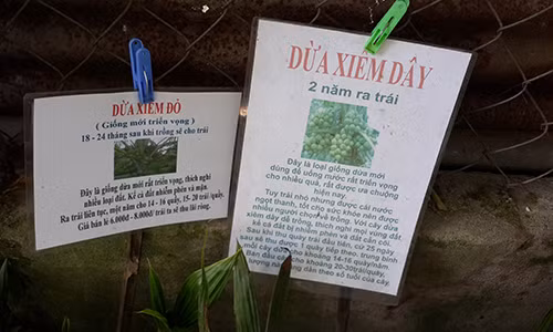 Su that ve dua sieu trai, de ra tien o mien Tay