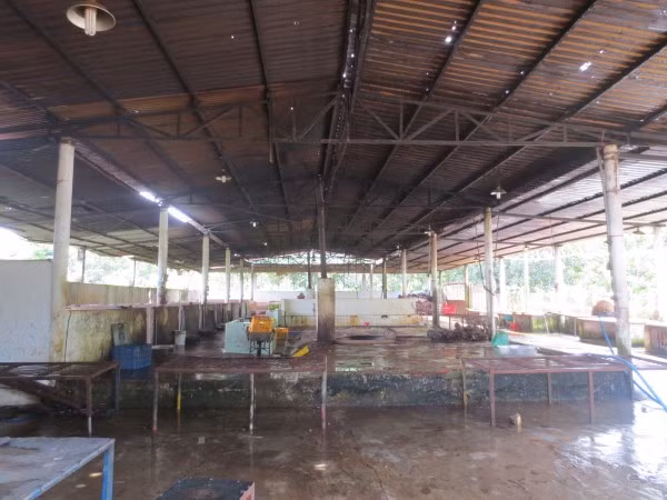 Ron nguoi ben trong lo mo heo tang trong giua TP HCM-Hinh-2