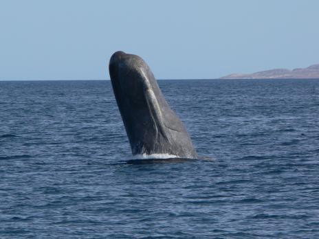 Cá nhà táng nhận biết con mồi bằng cách định vị âm thanh. Nó phát ra tiếng lách cách siêu âm từ phía trước đầu, âm thanh này được bật trở lại từ mục tiêu. Nó giải mã tín hiệu – nhanh như một chiếc tàu ngầm – để xác định vị trí của con mực hay động vật khác. Chính xác điều gì xảy ra khi con cá nhà táng tiến tới con mồi còn được phủ trong bí mật, nhưng các nhà khoa học biết nó bao gồm một số nỗ lực từ những ống giác hút khổng lồ trên da.