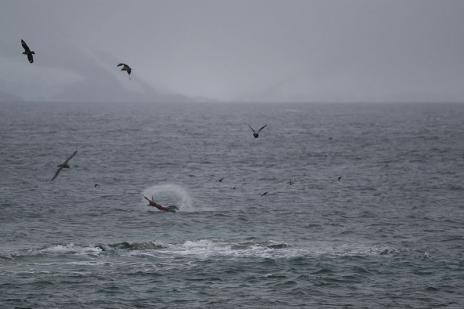 Báo biển cũng săn mồi trên đất liền, mặc dù một vài con chim cánh cụt cũng nổi tiếng trốn thoát bằng cách giả vờ chết. Trong những trường hợp như vậy, báo biển sẽ thả ra để có cú chụp tốt hơn và con chim trốn đi. Không may, báo biển là một trong những con vật hung tợn nhất trong đại dương và hiếm khi bỏ lỡ con mồi.