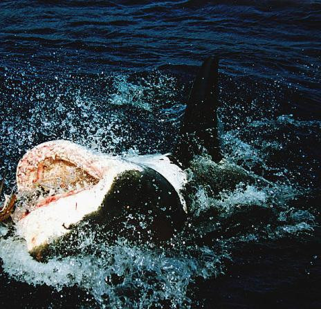2. Cá mập trắng lớn ( Great White Shark): Cá mập trắng lớn! Loài cá này có thể giết người, chắc chắn chúng đã làm nhiều lần, chủ yếu là ngoài khơi của nước Úc, và một vài nơi khác trên thế giới nữa. Từ 18 đến 25% bộ não của chúng dùng cho khứu giác, trong khi những ống chứa đầy chất đặc quánh trên mặt chúng, trông giống những đóm đen, tiếp nhận những kích thích điện phát ra từ con mồi tiềm năng. Trọng lượng to lớn của cá mập trắng, nặng từ 680 – 1090 kg – và hàm răng nhọn sắc biến nó trở thành kẻ săn mồi đáng sợ. Nó cũng là con vật khó trốn tránh, với phương pháp mai phục từ bên dưới. Cá mập trắng thích ăn những con thú có vú nhiều mỡ hơn để lấy năng lượng. Trong một nghiên cứu, cá mập trắng lớn đã từ chối hoàn toàn một con cừu khi được cho lựa chọn giữa xác một con cừu và xác một con heo hay hải cẩu. Cá mập trắng không phải là loại cá để chọc giận, nhưng nó cũng không tấn công bừa bãi. Người ta tin rằng chúng tấn công con người vì nhìn từ bên dưới chúng nhầm lẫn con người với hải cẩu, đặc biệt khi con người bơi trên ván lướt sóng.