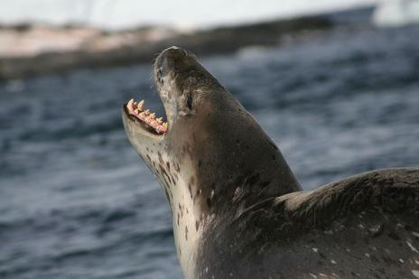 7. Báo biển ( Leopard Seal): Báo biển dùng sự rình rập để hạ con mồi. Nó là loài hải cẩu duy nhất chủ yếu ăn các động vật máu nóng: chim cánh cụt chiếm 80% thức ăn của nó, trung bình 5 con chim một ngày. Răng nanh dài 2,5 cm cắt ngang con chim cánh cụt dễ dàng, và chúng không chỉ săn ở trong nước.