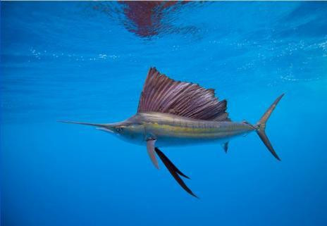 Cá cờ giết những người đã câu dính chúng trên sợi dây câu, với những cú nhảy giãy dụa mạnh mẽ để trốn thoát, cái mũi nhọn của chúng có thể đâm mạnh vào thân thể con người. Khi săn mồi, cá cờ xòe tất cả các vây của nó để trông lớn hơn và lùa các con cá lại với nhau. Khi đó chúng dùng mũi kiếm như một cây gậy, làm bất tỉnh hoặc trọng thương con mồi trước khi dùng bữa dễ dàng.