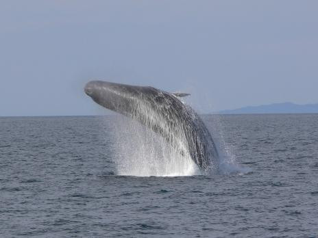 11. Cá nhà táng (Sperm Whale): Cá nhà táng khổng lồ dài bằng chiếc xe điện ngầm và ăn một tấn thức ăn một ngày. Món ăn ưa thích của nó là mực ống khổng lồ, loài này sống ở rất sâu dưới đại dương, tới 900 mét, cũng như cá và bạch tuộc. Cá nhà táng có răng dài đến 20 cm để cắn xé con mồi.