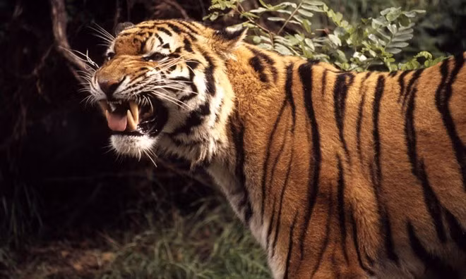 Bị hổ cắn đứt tay vì cố chụp ảnh (Guwahati, Ấn Độ): Năm 2007, Jai Prakash Bezbaruah, 50 tuổi, cùng gia đình tới thăm vườn thú Guwahati tại thành phố Guwahati, Ấn Độ. Ông đã lén vào chuồng phía trong để chụp vài kiểu ảnh. Một con sư tử cái đã vồ được tay ông. Nhiều nhân viên sở thú đã cố gắng ngăn cản và giải cứu ông, nhưng trước khi họ tới kịp, một con hổ đực xuất hiện và cùng con hổ cái xé đứt cánh tay của Bezbaruah. Ông lập tức được đưa đi cấp cứu nhưng đã qua đời trên đường tới bệnh viện. Ảnh: Throughgoldeneyes.