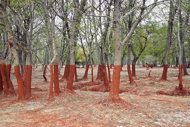 Rừng cây tại Hungary sau một vụ rò rỉ chất độc hại.