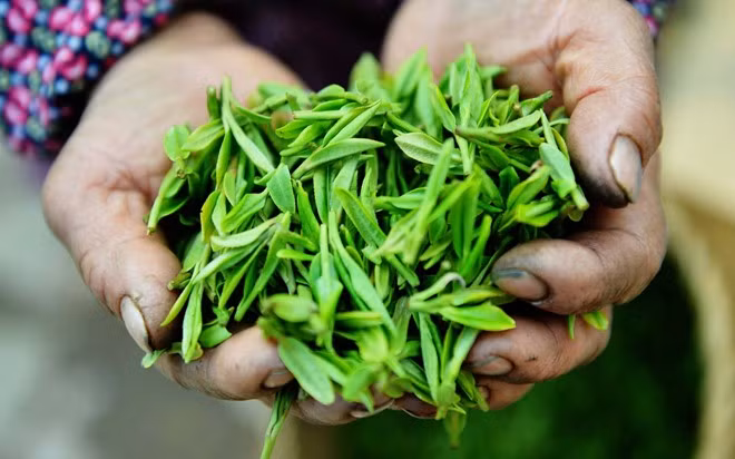 Tôm xào trà: Hàng Châu (Chiết Giang) nổi tiếng với món tôm sông được xào cùng lá trà Long Tỉnh. Tương truyền, món này ra đời khi một đầu bếp vô tình làm rơi lá trà vào món tôm khi chế biến cho hoàng đế ngự dùng.