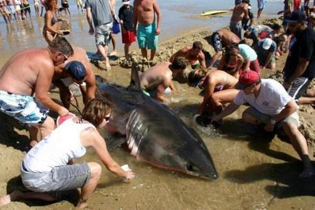 Họ đào một con kênh lớn, dẫn nước vào khu vực con cá nằm.