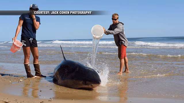 Cá mập trắng lớn không có kẻ thù tự nhiên nào ngoài cá voi sát thủ. Nó là loài cá ăn thịt lớn nhất còn tồn tại. Nó săn nhiều loài động vật có vú biển, cũng như cá và chim biển. Nó là loài duy nhất còn sống sót trong chi Carcharodon, và đứng đầu trong các loài cá mập tấn công con người.