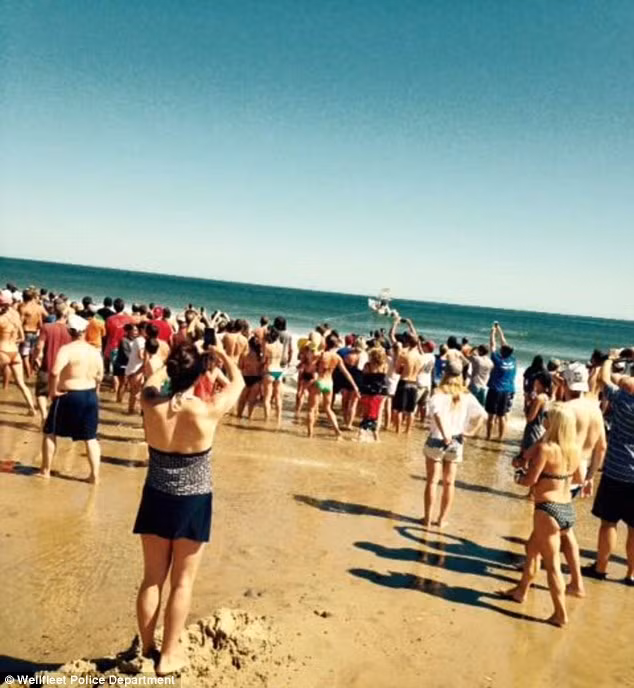 Nhiều du khách hiếu kỳ cũng đã kéo đến xem cuộc giải cứu cá mập.