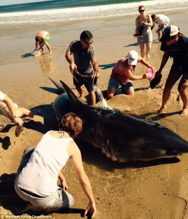 Các du khách đã khoét một cái hố xung quanh khu vực con cá nằm và dụng mọi dụng cụ để múc nước từ dưới biển lên.