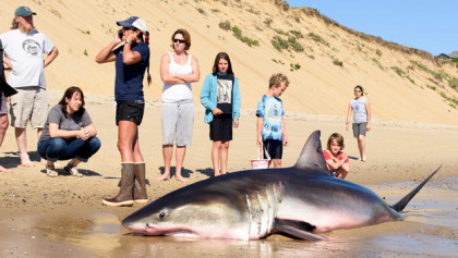 Một số du khách đã phát hiện một con cá mập trắng khổng lồ, bị mắc kẹt trên bờ biển ở Wellfleet