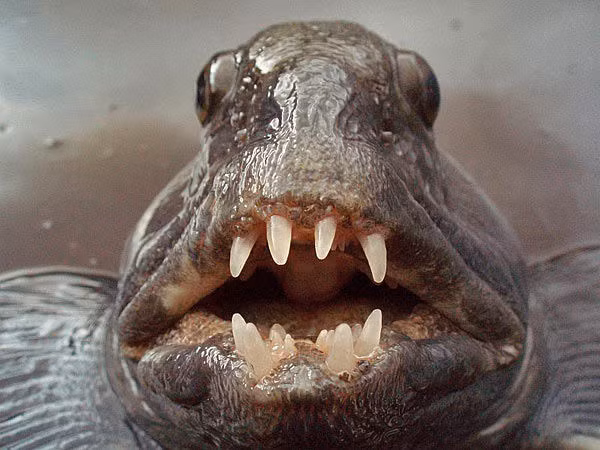 Với hàm răng sắc nhọn cùng khuôn mặt dữ tợn, cá chó sói Sea Wolf được mệnh danh là "chó sói" của Đại Tây Dương.