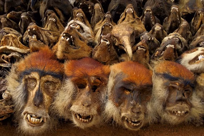 Chúng được nghiền pha nước uống, bôi lên da để chữa nhiều bệnh. Các thầy phù thủy và thầy lang sẽ đong đếm liều lượng. Các bộ phận động vật này được chuyển đến từ khắp Tây Phi. Ảnh: CNN.