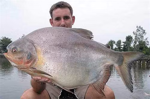 Điểm đáng sợ của nó là sở thích ăn tinh hoàn của những người đàn ông đang bơi dưới dòng Amazon.