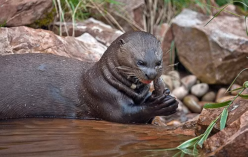 Chúng thường ăn cá nhỏ và cua nhưng khi đói thì cá sấu caiman hay trăn anaconda cũng sẽ bị chúng làm thịt.