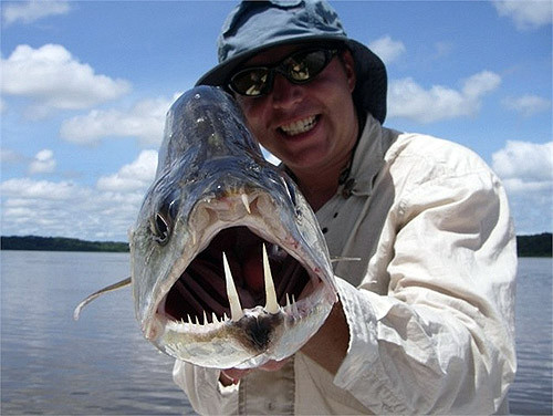 Hàm răng như ma cà rồng của Payara.