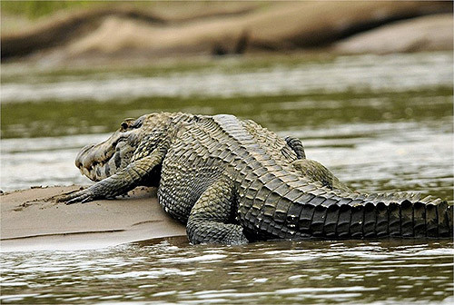 Với kích thước lên đến 6m chiều dài, cá sấu đen caiman ăn tất cả những gì có thể ăn được, từ hươu nai cho đến cá ăn thịt piranha hung dữ