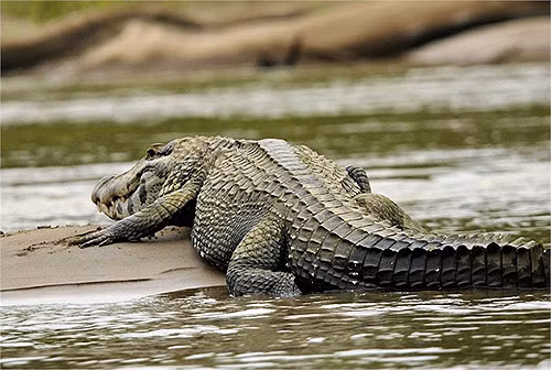 Với kích thước lên đến 6m chiều dài, cá sấu đen caiman ăn tất cả những gì có thể ăn được, từ hươu nai cho đến cá ăn thịt piranha hung dữ