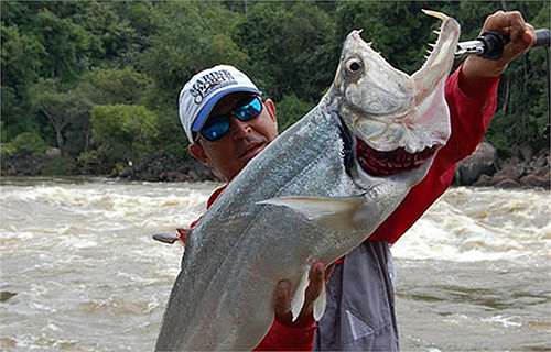 Ma cà rồng Payara, loài cá có răng vô cùng sắc, có thể cắn và nuốt loài cá khác to bằng nửa thân người nó.
