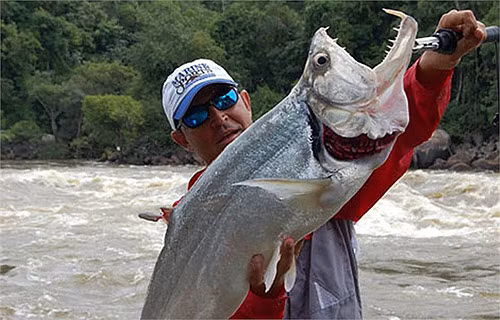 Ma cà rồng Payara, loài cá có răng vô cùng sắc, có thể cắn và nuốt loài cá khác to bằng nửa thân người nó.