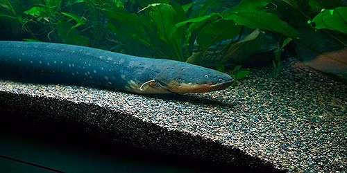 Chúng có thể tạo ra dòng điện 600 V, gây trụy tim và ngất với con người.