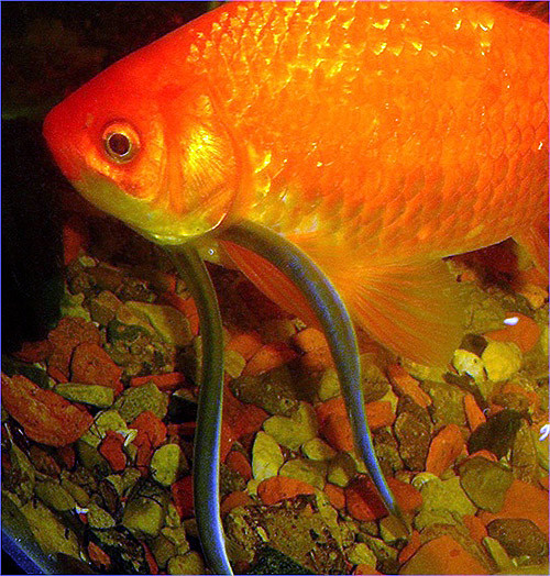 Với người, chúng tìm cách bơi vào bộ phận sinh dục khi họ đi tiểu xuống dòng sông sau đó sinh sống và hút máu trong nội tạng.