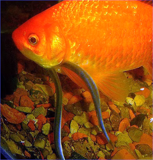 Với người, chúng tìm cách bơi vào bộ phận sinh dục khi họ đi tiểu xuống dòng sông sau đó sinh sống và hút máu trong nội tạng.