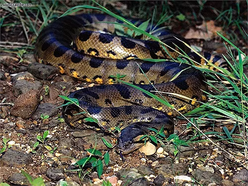 Trăn khổng lồ anaconda, không có nọc độc nhưng chọn cách tấn công bằng việc xiết chặt đến vỡ vụn xương rồi ăn thịt con mồi.