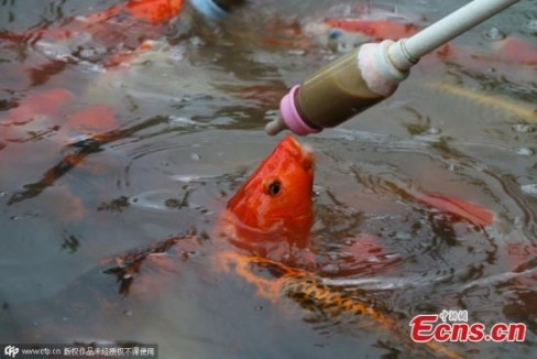 Thức ăn của cá sẽ được pha loãng, cho vào trong bình.