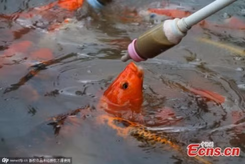 Thức ăn của cá sẽ được pha loãng, cho vào trong bình.