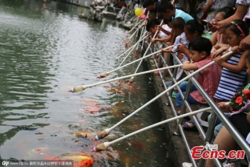 Những chú cá vàng có vẻ thích ăn bằng hình thức "bú bình" này hơn là thức ăn được rải xuống hồ.