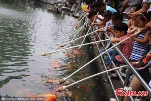 Những chú cá vàng có vẻ thích ăn bằng hình thức "bú bình" này hơn là thức ăn được rải xuống hồ.
