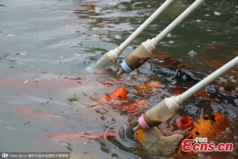 Theo tin tức trên ecns.cn, các du khách đến với hồ cá này sẽ được cung cấp những bình sữa trẻ em để cho cá bú bình sữa.