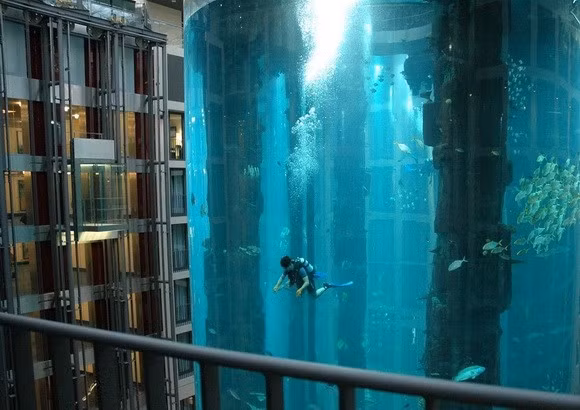 Việc chăm sóc cá và làm vệ sinh bể được thực hiện hàng ngày do 3 đến 4 thợ lặn đảm nhiệm. Mỗi ngày đàn cá cần tới 8 kg thức ăn.