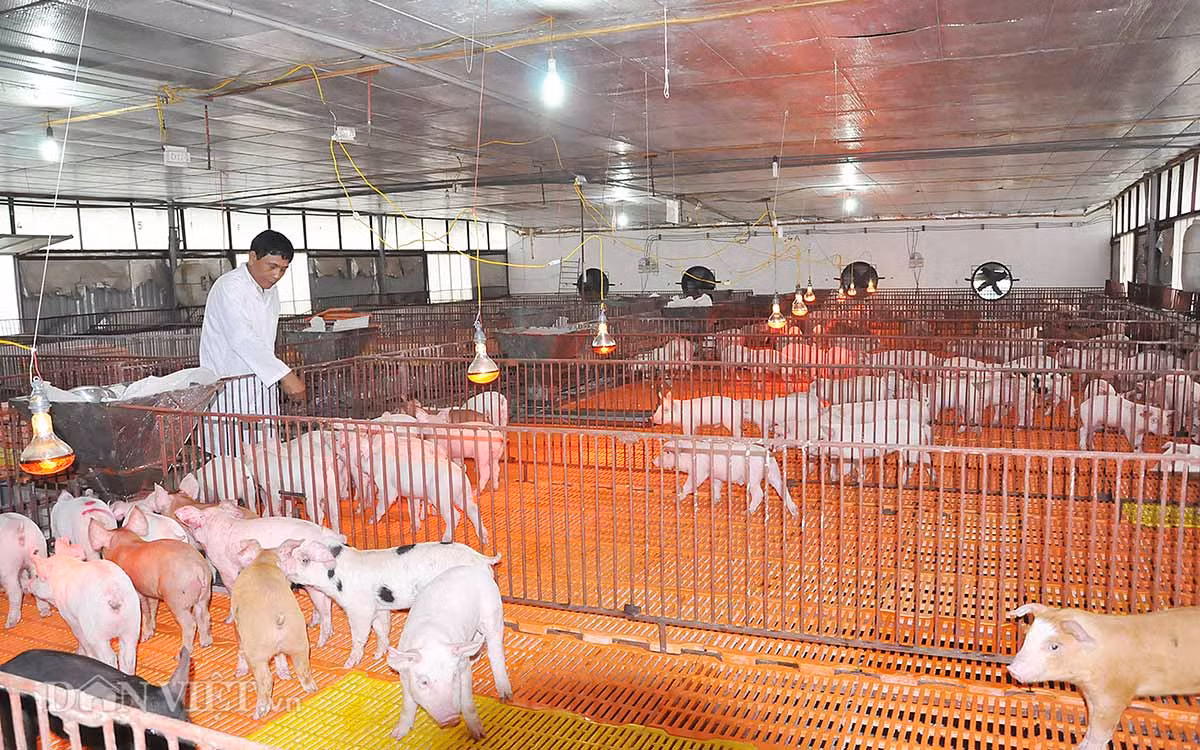 Tầng chuồng úm: Khu hệ thống chuồng úm rộng hàng trăm m2 là khu chăm sóc lợn con sau khi được cai sữa nằm trên tầng 3 sạch sẽ, được lắp các bóng đèn công nghệ cao vừa để dùng sưởi ấm, và sát trùng cho lợn giống. Khu này, ông Long đang nuôi khoảng 100 lợn nái và 1.000 lợn úm.