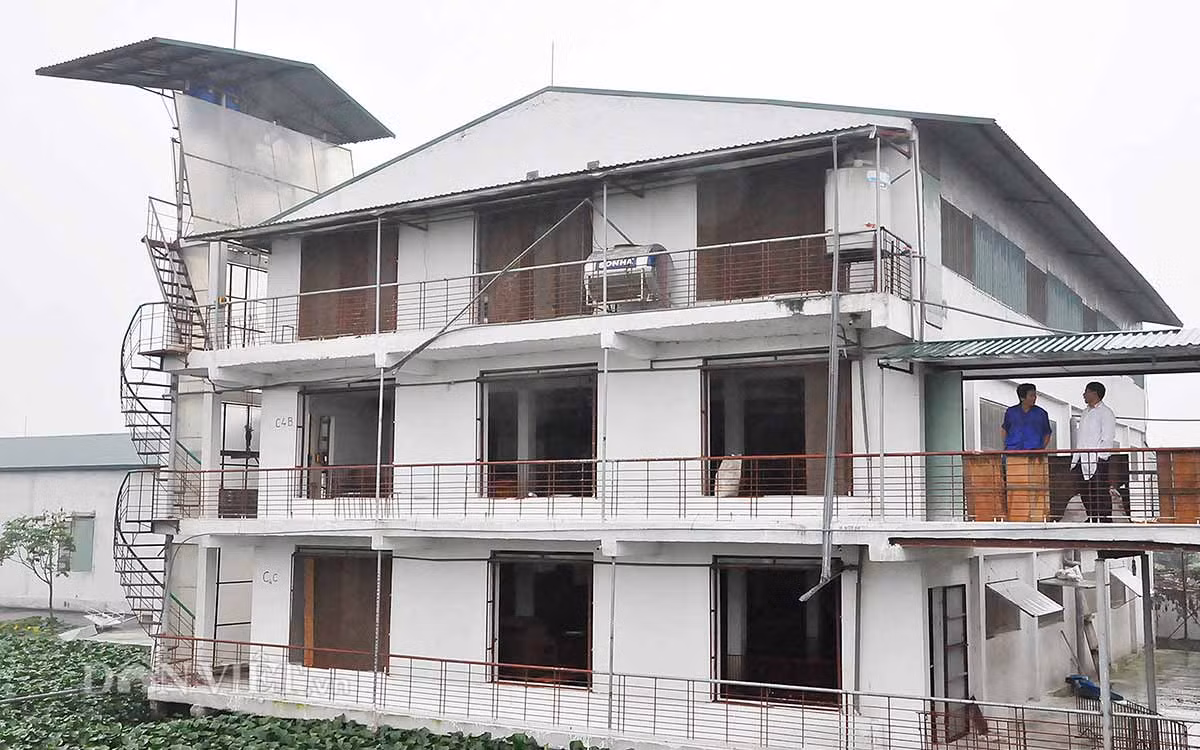 Trang trai nuoi lon xa xi bac nhat giua Ha Noi