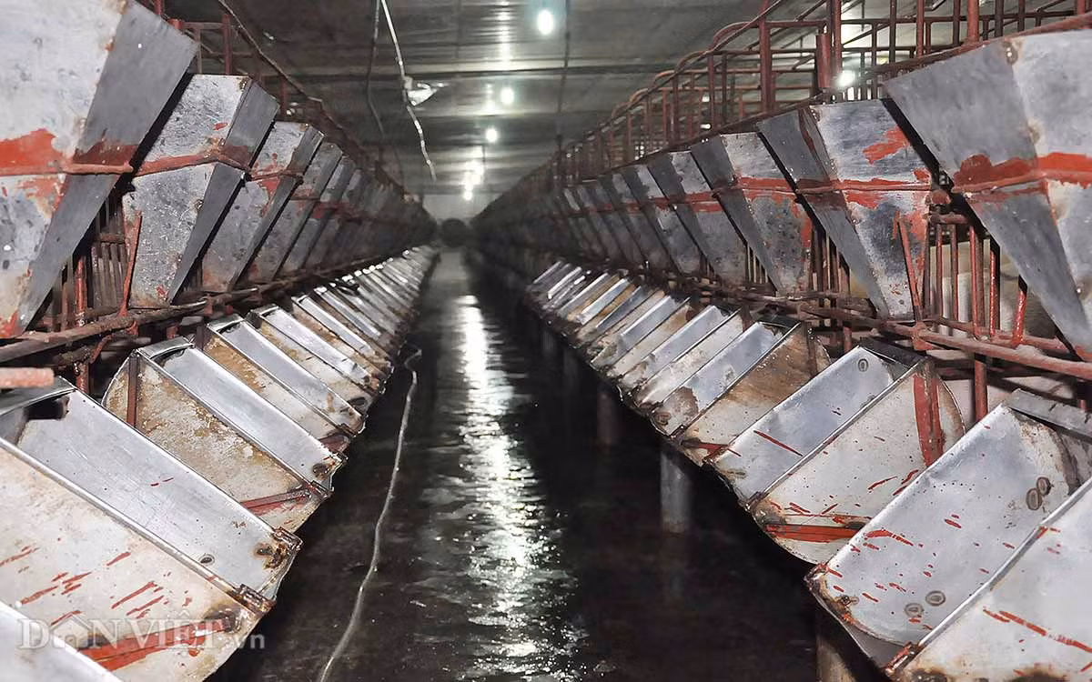 Hệ thống máng ăn: Các máng ăn trong khu nuôi lợn nái cũng được lắp đặt đồng bộ bằng các máng sắt, được vệ sinh 24/24,đảm bảo thuận tiện, an toàn khi cho lợn ăn.