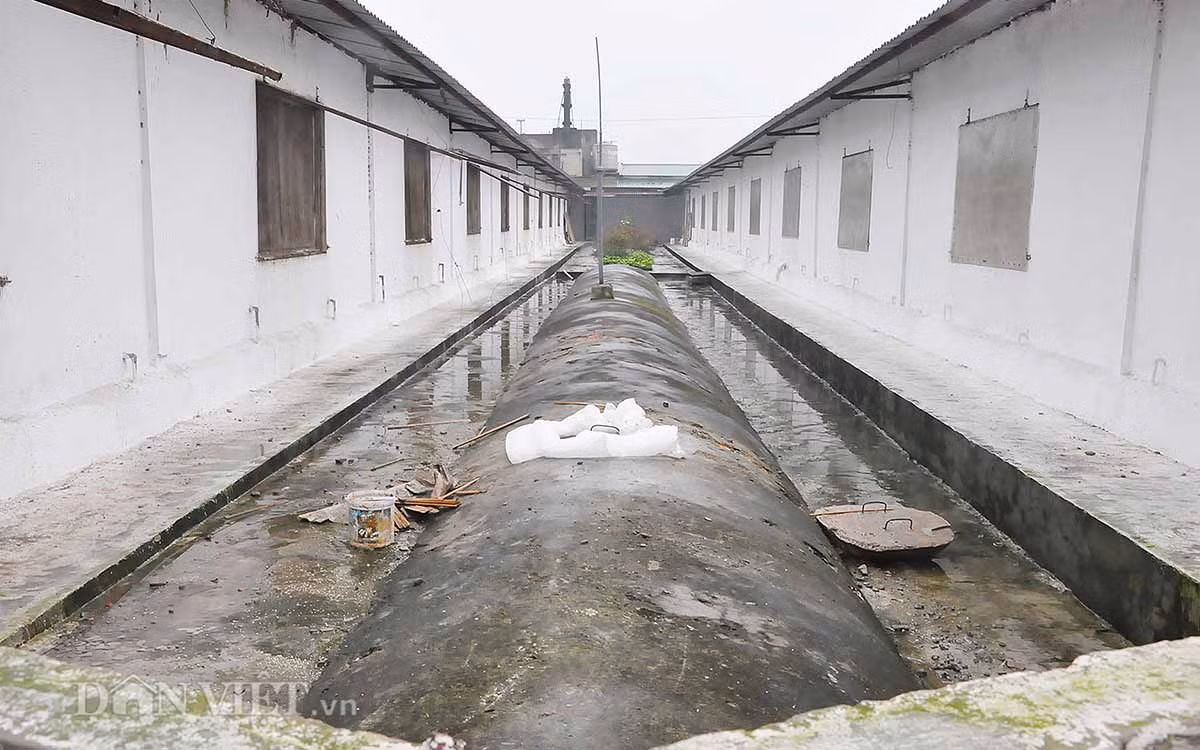 Hầm biogas: Để đảm bảo không ô nhiễm môi trường, ông Long đã thiết kế các hầm biogas nằm ở xen kẽ hành lang giữa các ô chuồng dưới tầng trệt (tầng 1), với mỗi hầm có thể chứa hàng trăm m3 chất thải.