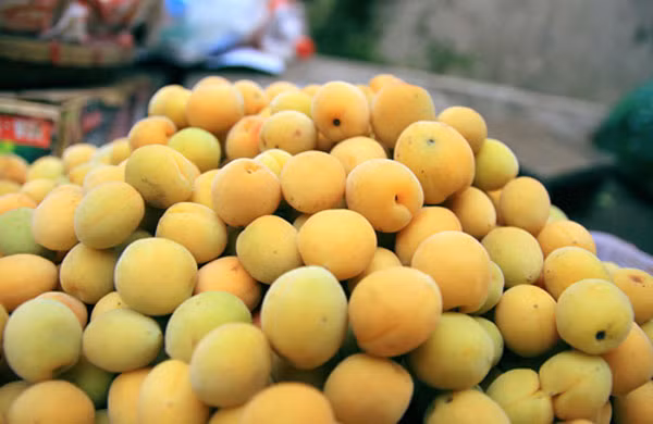 Mơ Hương Tích còn có cái tên “độ nhị mai” bởi nét đặc biệt một năm trổ bông hai lần và cho hai lần quả. Mơ là loại quả có giá trị dinh dưỡng cao, không những là loại thuốc quý giúp tăng sức đề kháng và chống lại các tác nhân gây hại cho cơ thể về các bệnh tim mạch mà mơ còn có tác dụng làm đẹp và giảm cân. Người ta thường ngâm rượu mơ làm thuốc, ngâm mơ lấy nước uống giúp thanh nhiệt mùa hè.