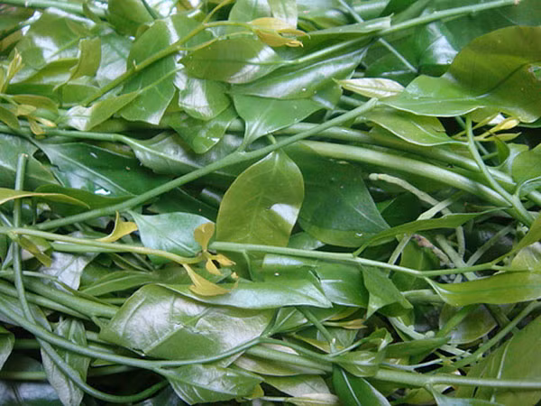 Rau sắng rất giàu chất đạm. Những người mới ốm dậy hay phụ nữ vừa qua cơn vượt cạn mất sức, nếu có bát canh rau sắng thơm ngon và mang lại nhiều chất bổ dưỡng thì thật là quý. Rau sắng ngày nay được coi là rau sạch, đưa vào các siêu thị như một thứ rau cao cấp, bán từng lạng cân. Ngoài vị ngọt ngon, rau sắng quý vì hiếm vì một năm chỉ có trong vài tuần, cây sắng mọc cheo leo tận núi cao và cũng vì cả giai thoại “Muốn ăn rau sắng chùa Hương…”.