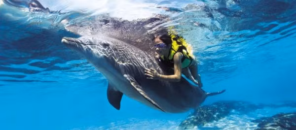 Davide Ceci, 14 tuổi, ngã khỏi tàu ngoài khơi Đông Nam nước Ý. Cậu không biết bơi và đã suýt chết đuối nếu không có chú cá heo Filippo tới giải cứu. Trong khi ông bố Emanuele Ceci vẫn chưa biết con mình ngã xuống nước, Filippo đẩy cậu lên mặt nước an toàn và tiến sát tới gần tàu để bố Davide có thể kéo cậu lên. Mẹ Davide cho biết: “Thật khó tưởng tượng một con vật lại có bản năng cứu người như thế”. Filippo sống ở ngoài khơi Manfredonia sau khi bị lạc khỏi một đàn cá heo đi ngang qua vùng này. Nhà nghiên cứu hải dương học, Tiến sĩ Giovanna Barbieri, cho biết: “Filippo không tỏ ra sợ người chút nào. Tôi không ngạc nhiên khi nó làm điều tuyệt vời đó”.