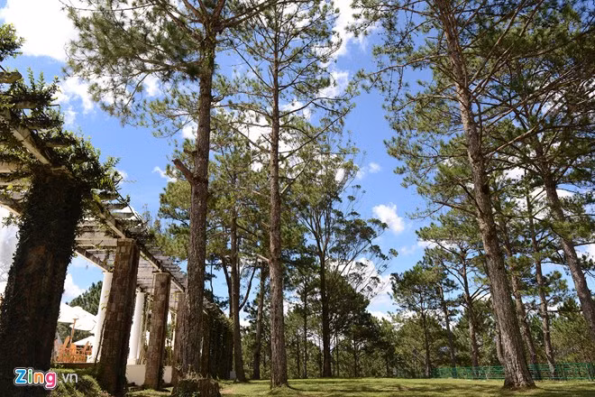 Quanh dinh thự xa hoa này có 18 ha rừng thông.
