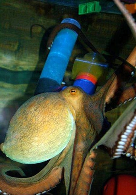 Xem bach tuoc xep hinh, giai do tai hon ca nguoi